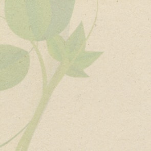 A minimalist design featuring a soft green leaf icon.
