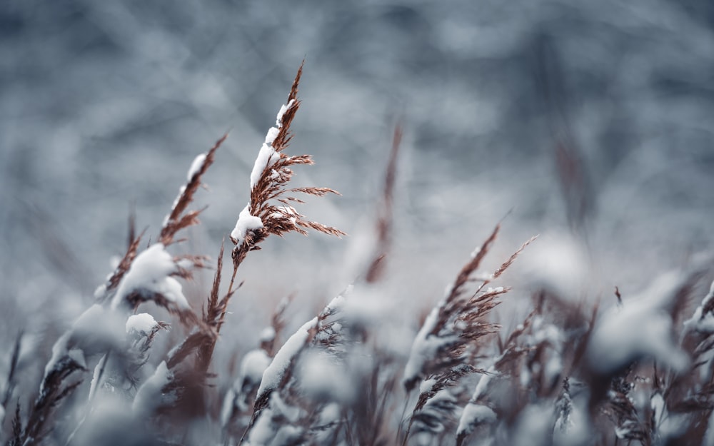 a close up of a plant with snow on it