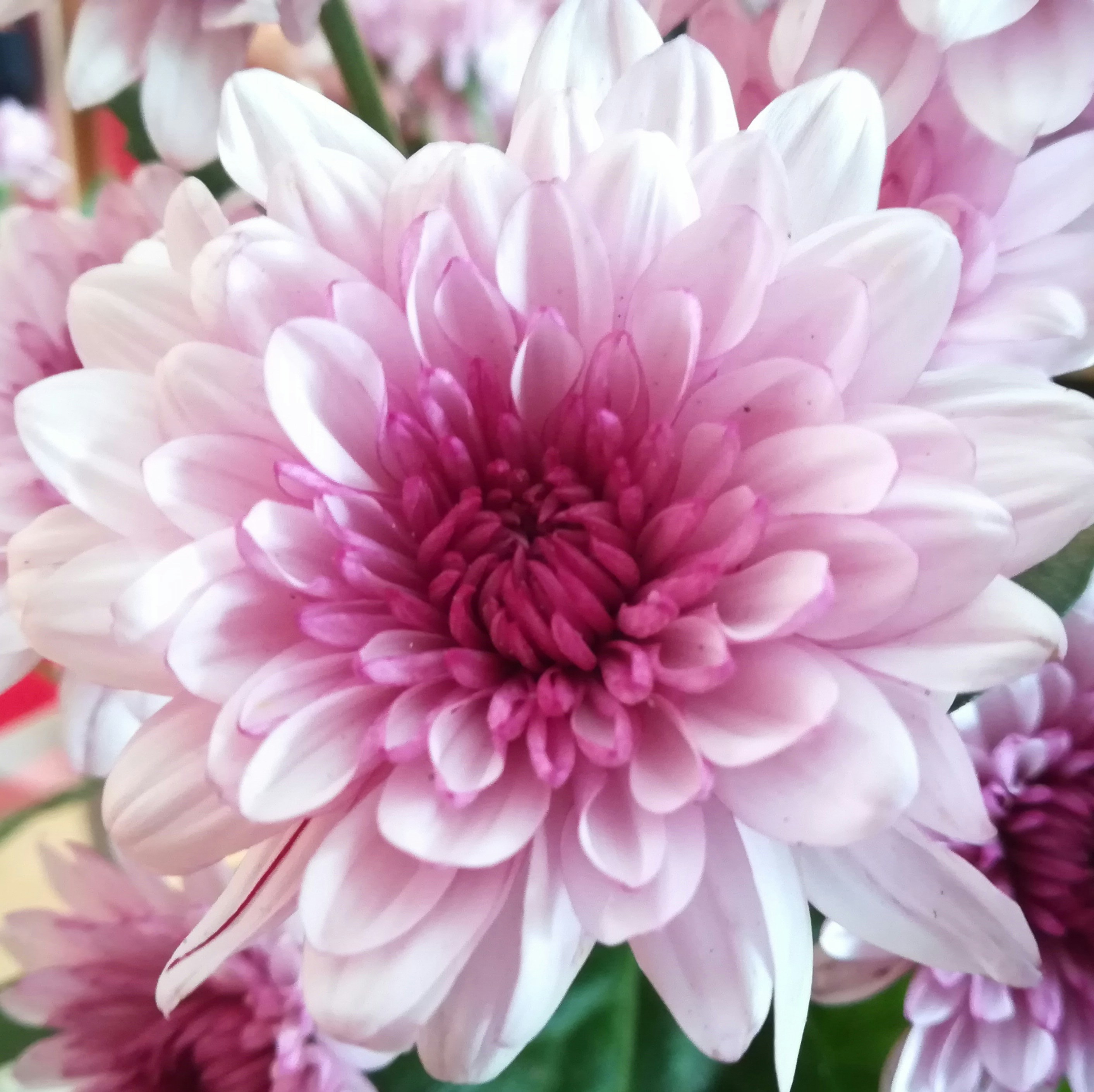 Photo by victurium25