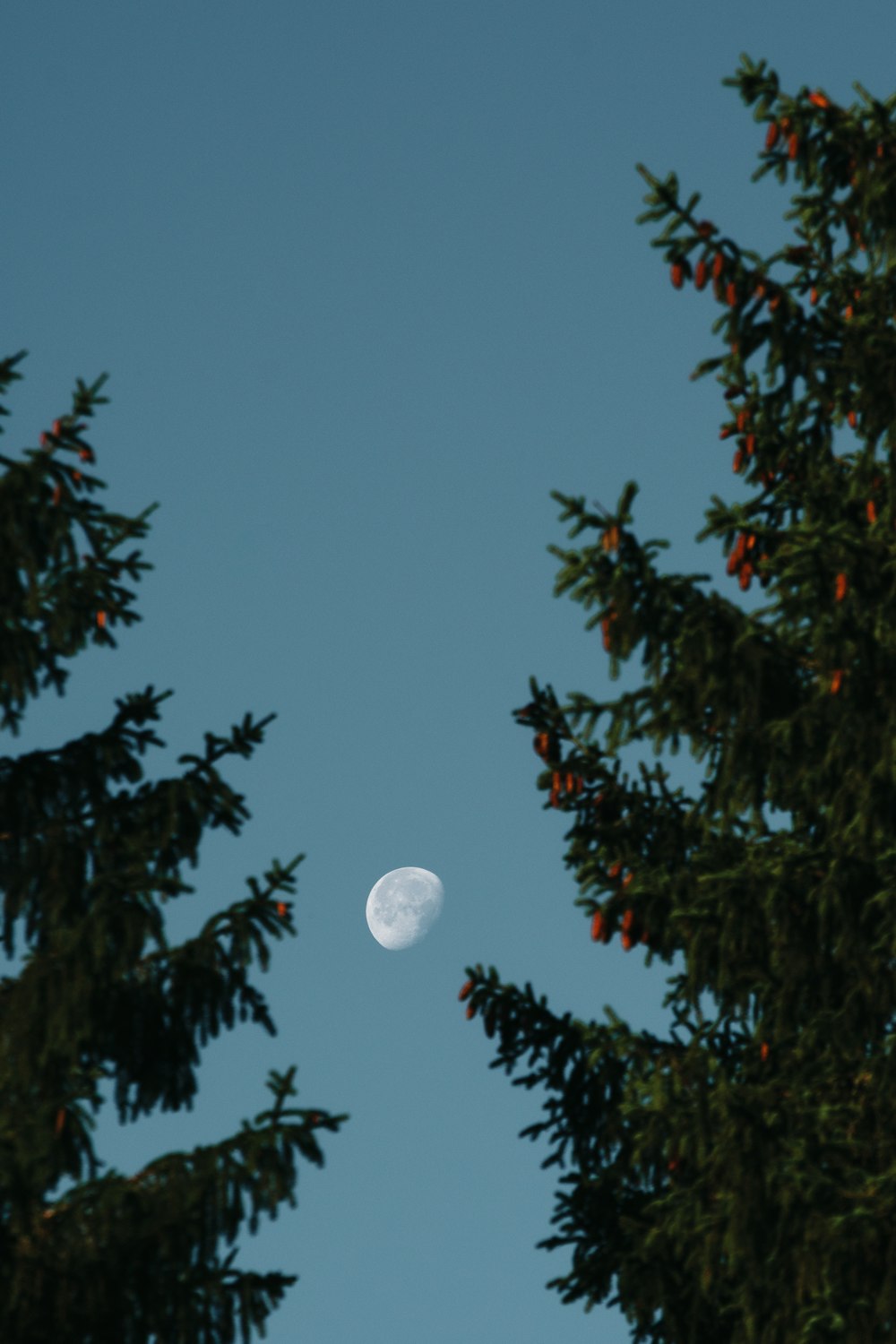 a full moon is seen through the branches of a tree