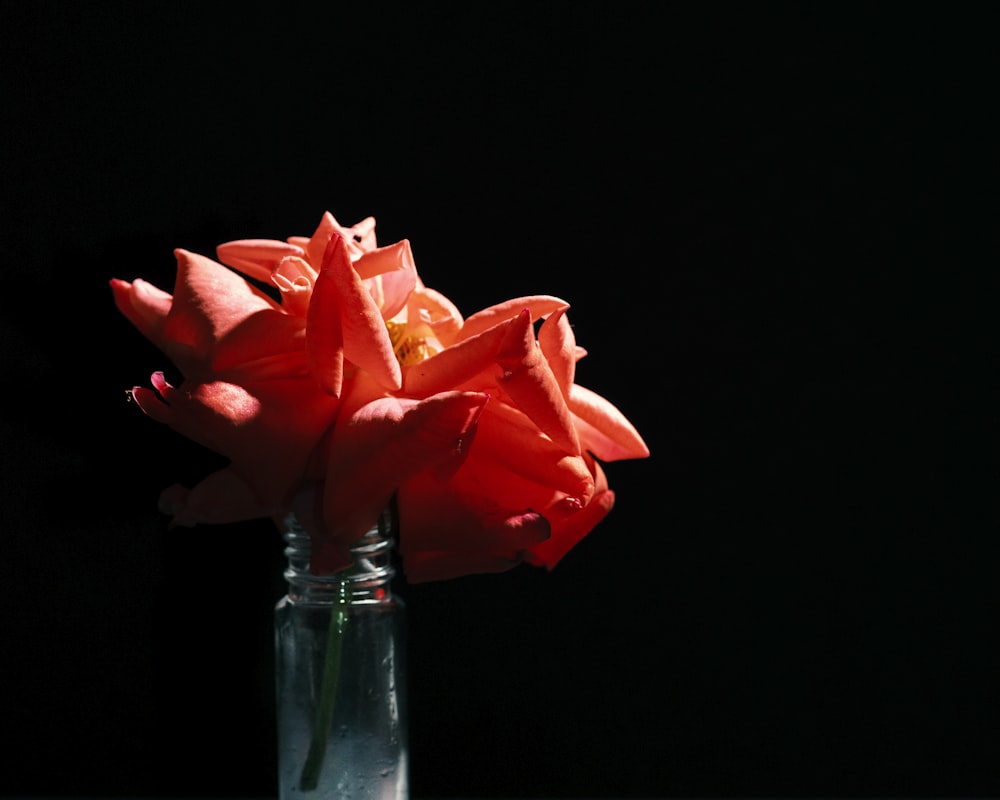 a glass vase filled with red flowers against a black background