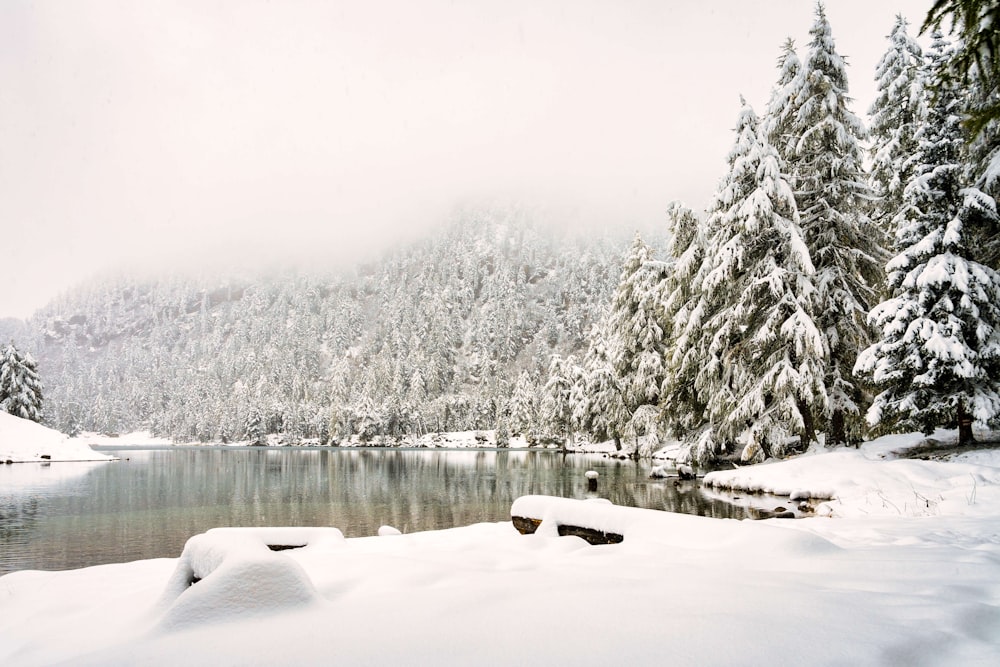 a lake surrounded by trees covered in snow