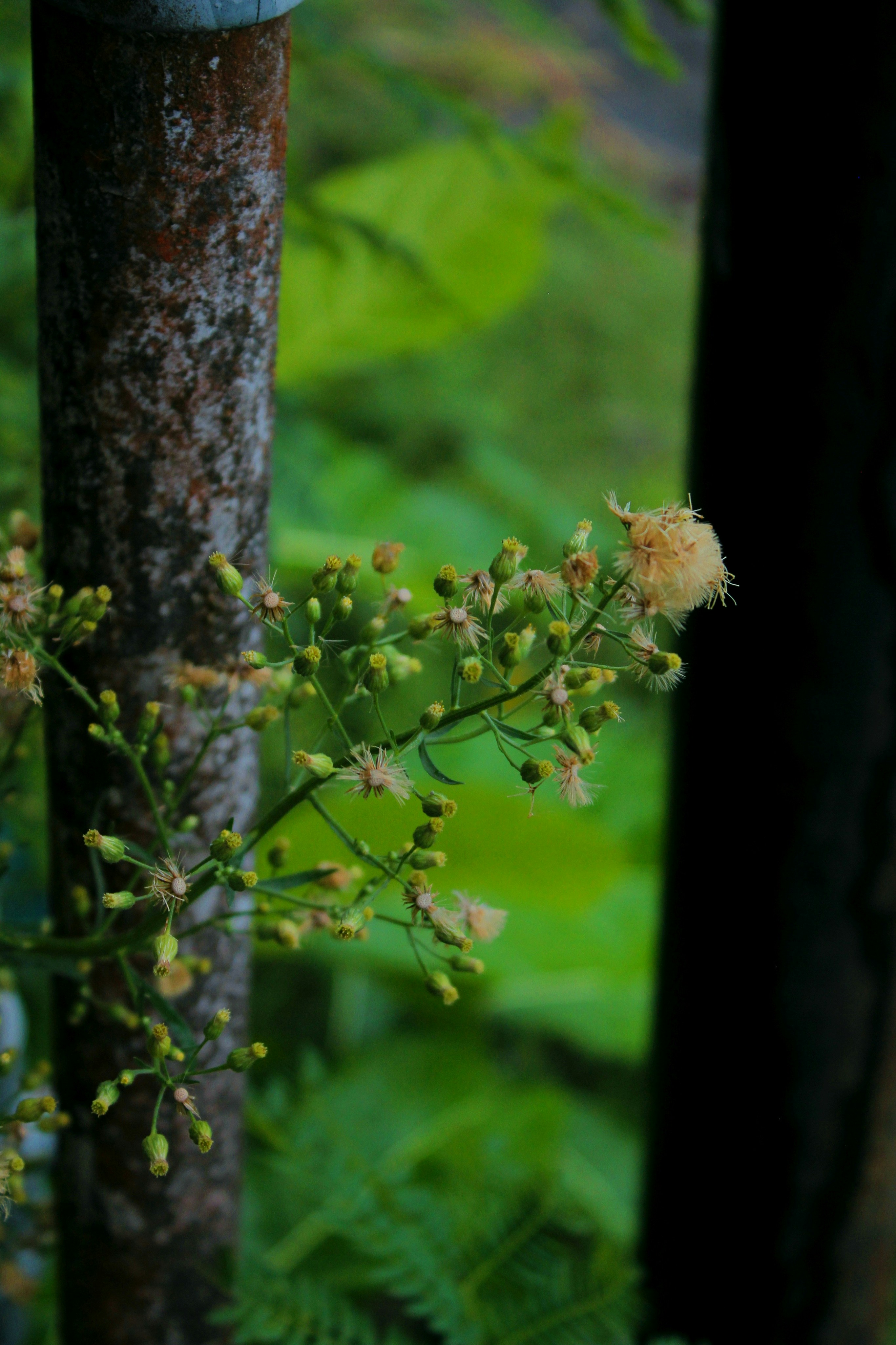 a tree with a bunch of flowers growing out of it