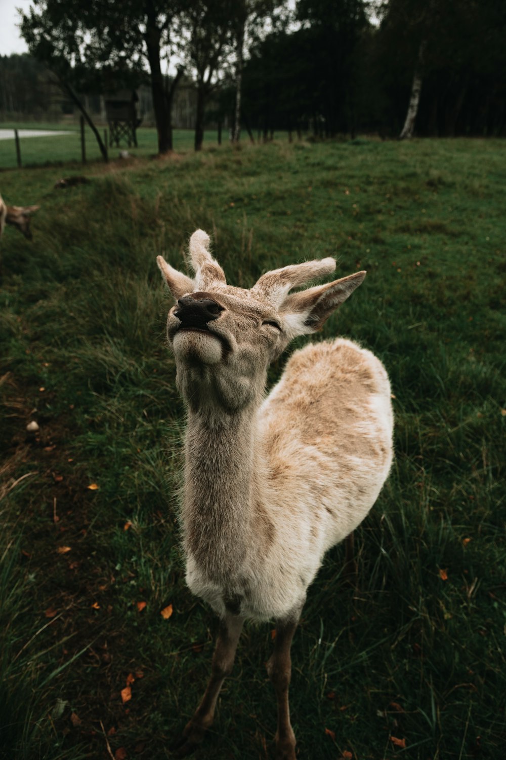 a deer standing on top of a lush green field