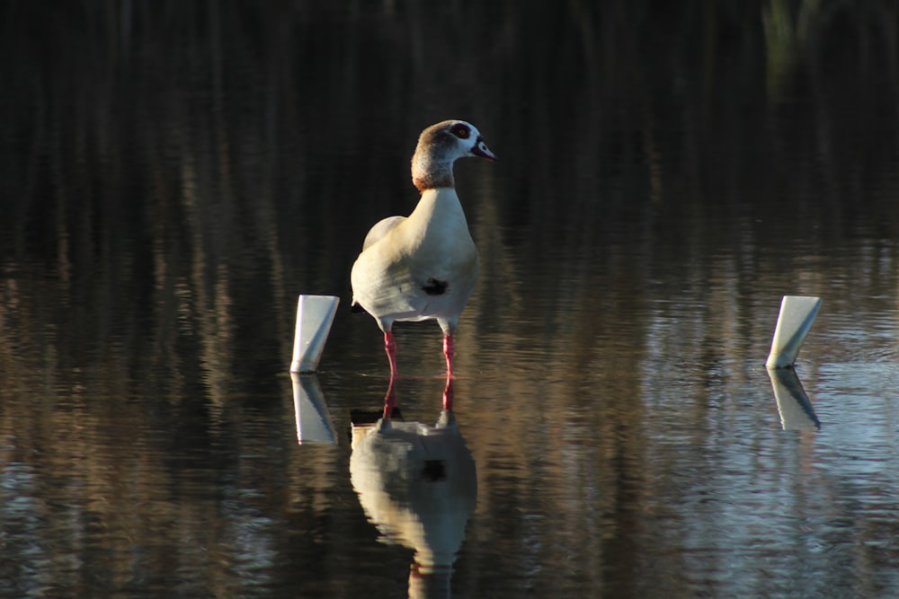 a white bird standing on top of a body of water