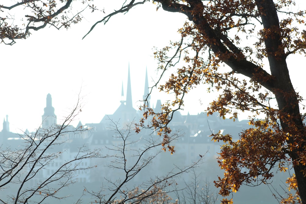 a view of a city from behind some trees