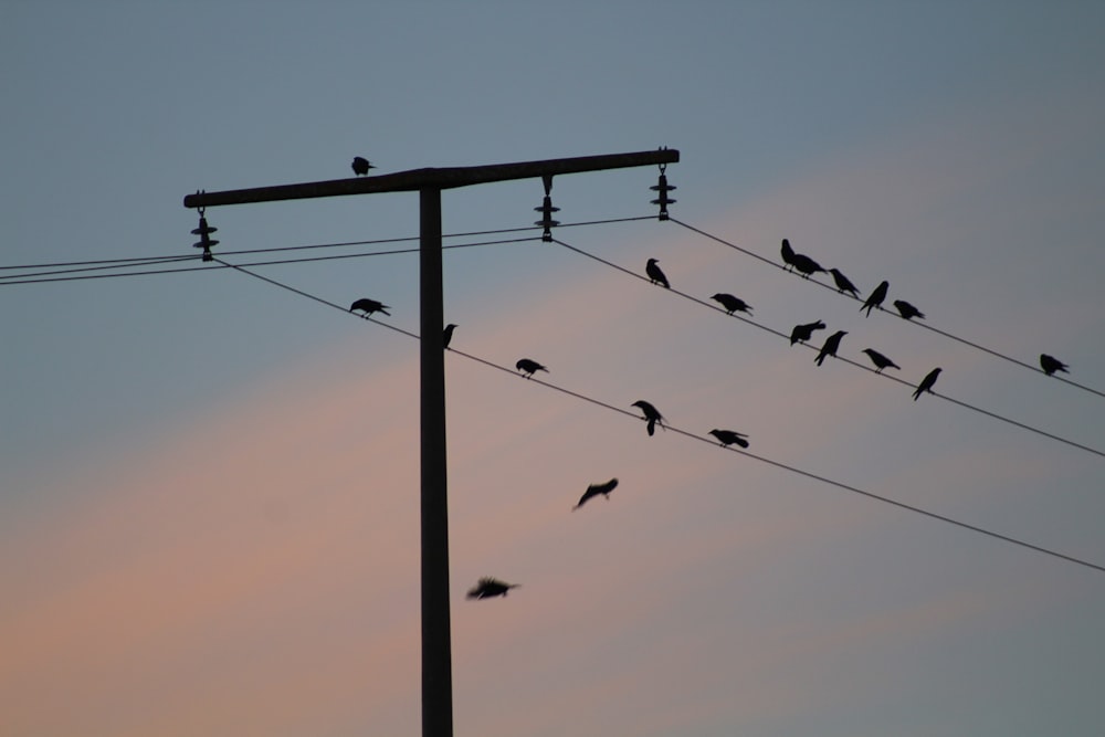 a flock of birds sitting on top of power lines