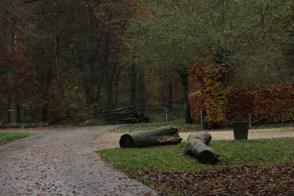 a path in a park with fallen trees