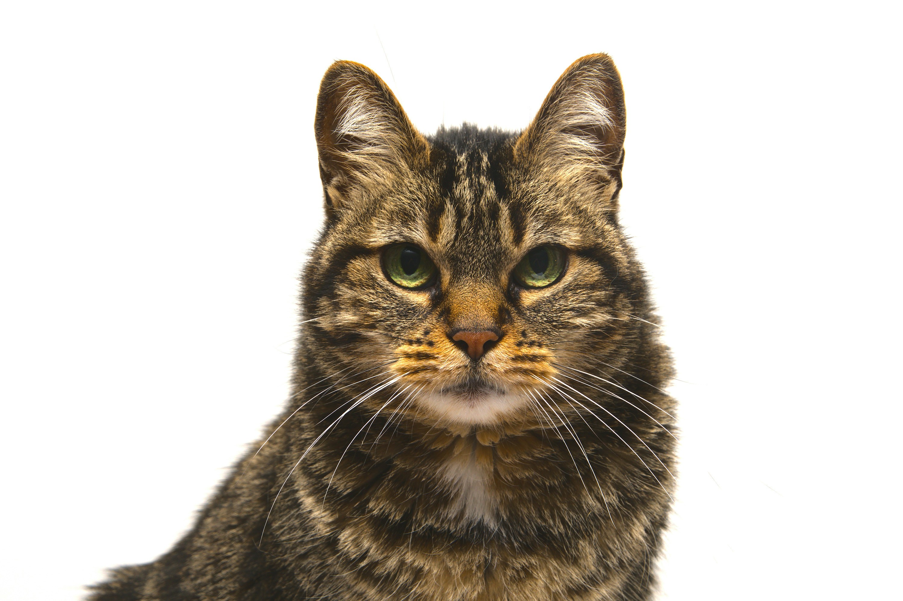 a close up of a cat with a white background