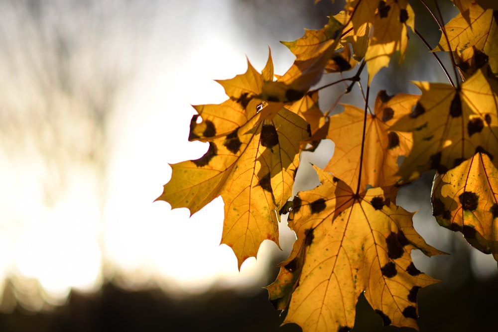 a close up of a tree with yellow leaves