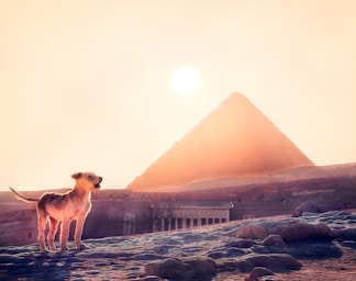 a dog standing in front of a pyramid