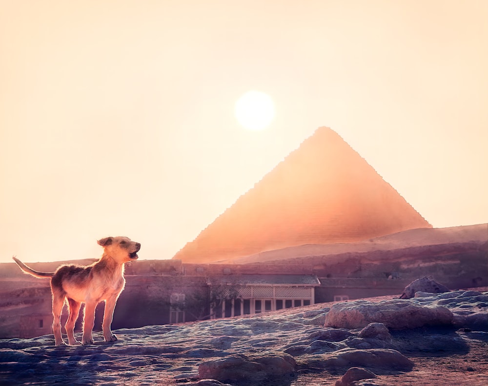 Un perro parado frente a una pirámide