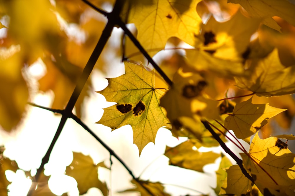 a close up of a tree with yellow leaves