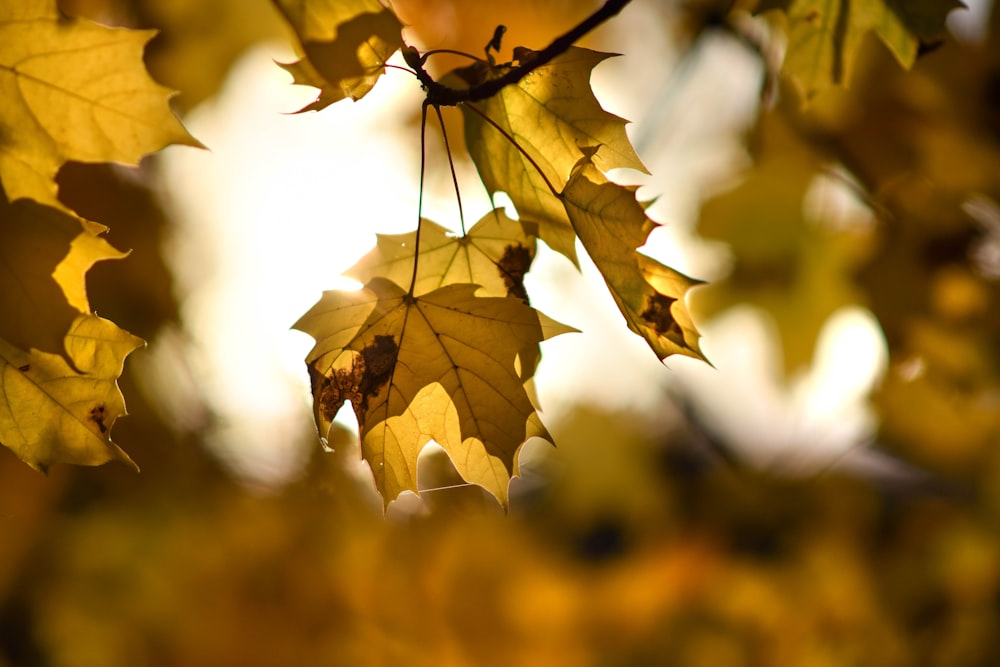 a close up of a bunch of leaves on a tree