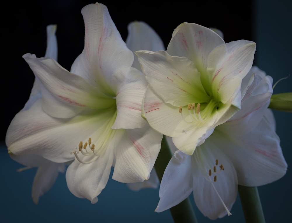 a close up of two white flowers in a vase