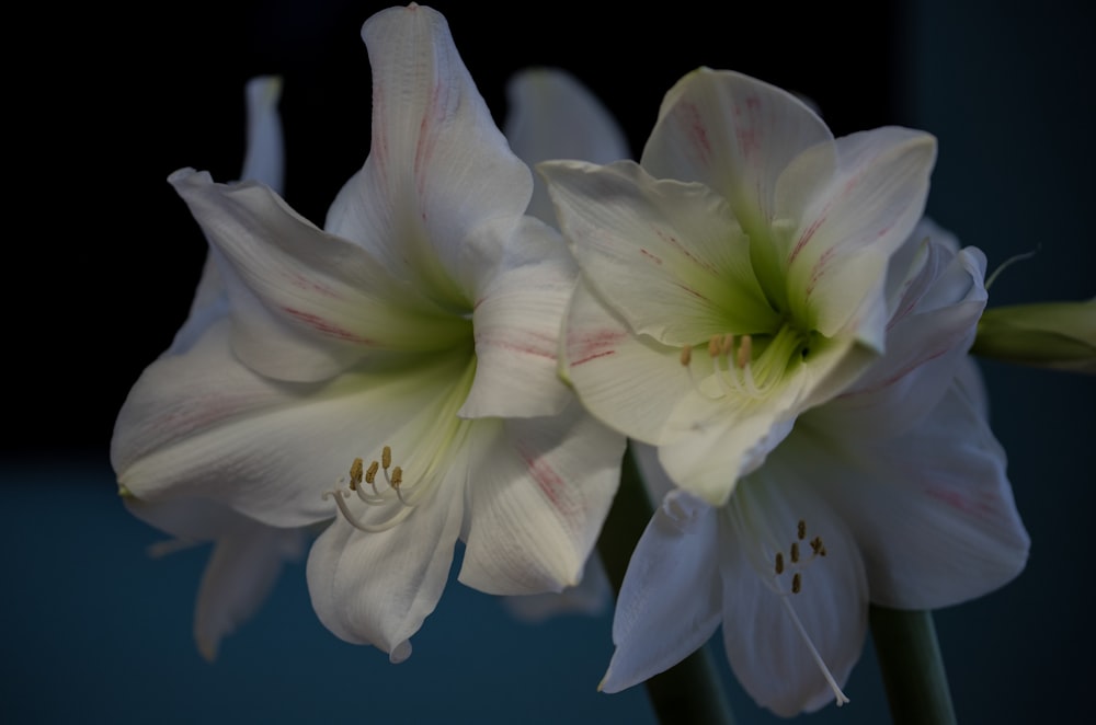 a couple of white flowers sitting next to each other