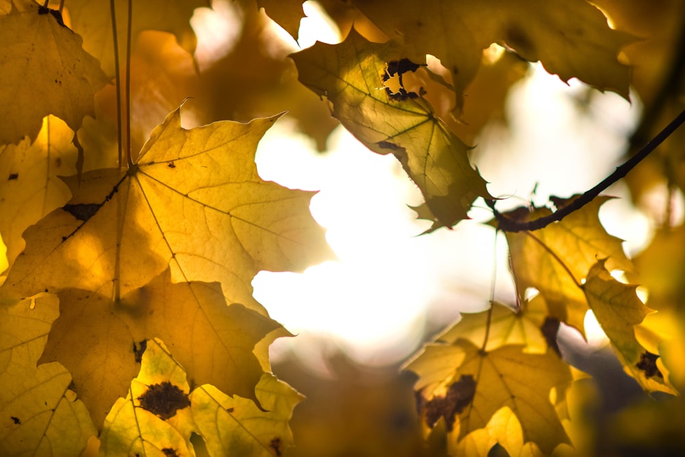 a bunch of yellow leaves hanging from a tree