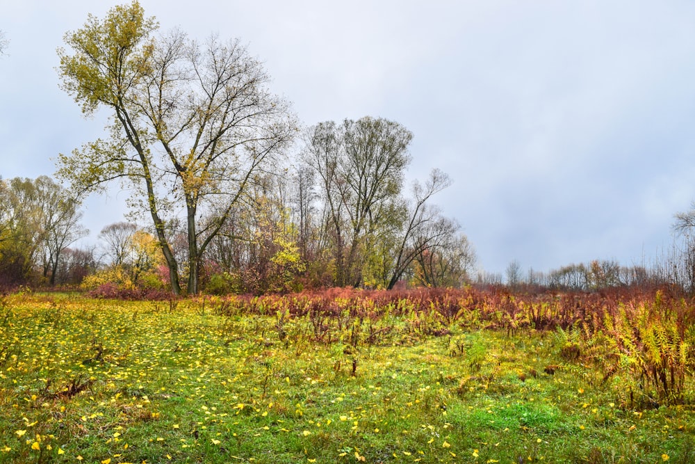 a grassy field with trees in the background