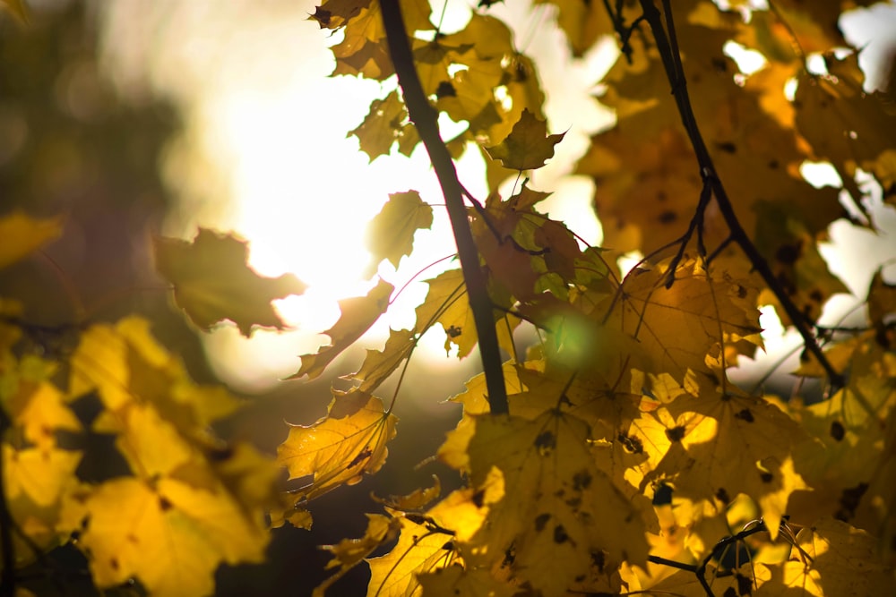 the sun shines through the leaves of a tree