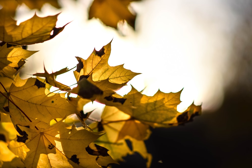 a bunch of leaves that are on a tree