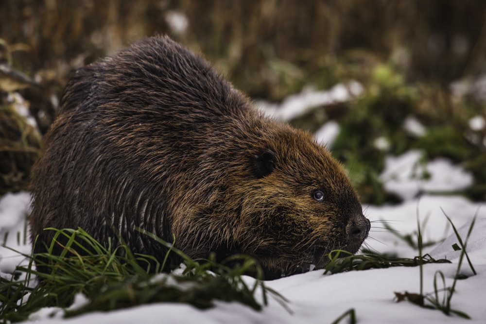 a close up of a beaver laying in the snow