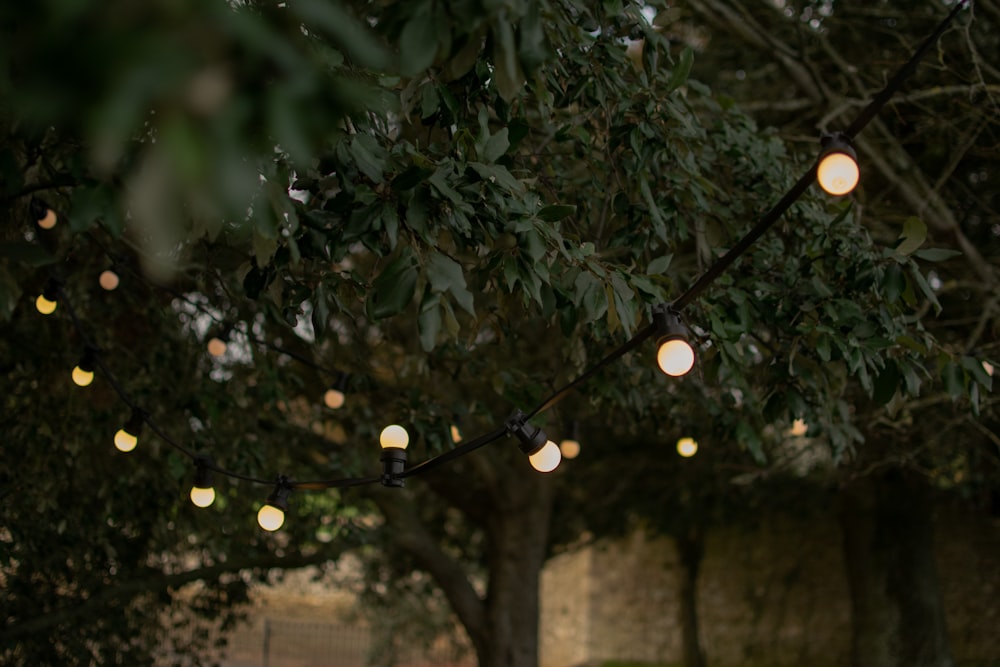 a bunch of lights hanging from a tree