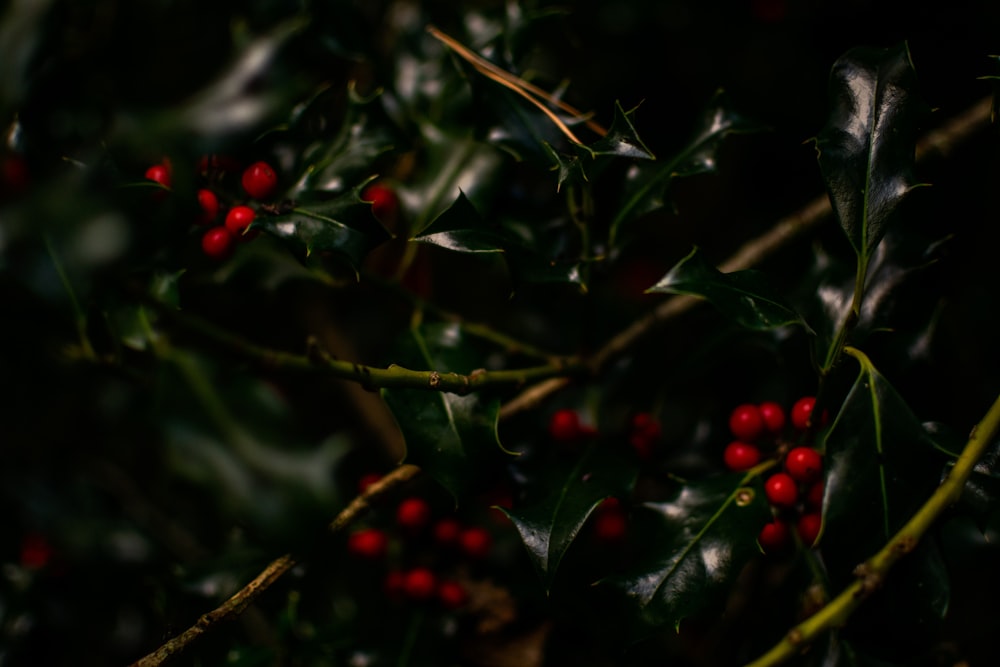 a close up of a holly plant with red berries