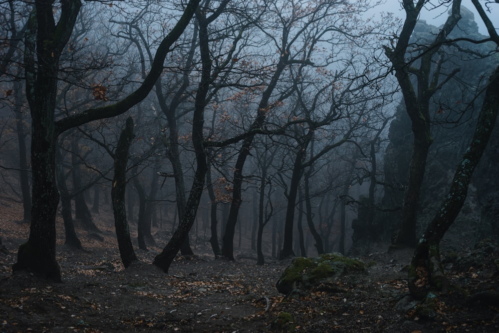 a forest filled with lots of trees covered in fog