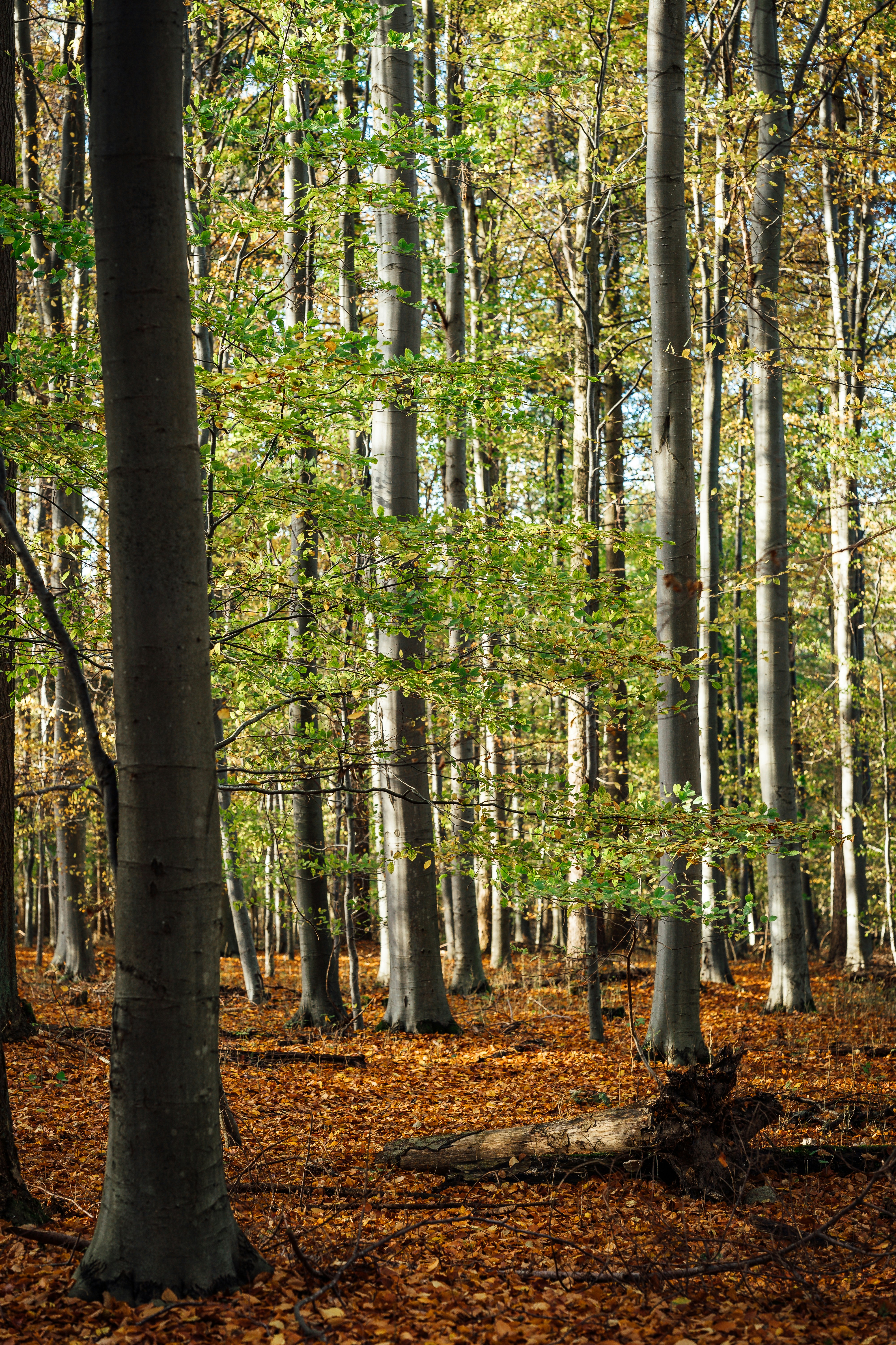 a forest filled with lots of tall trees