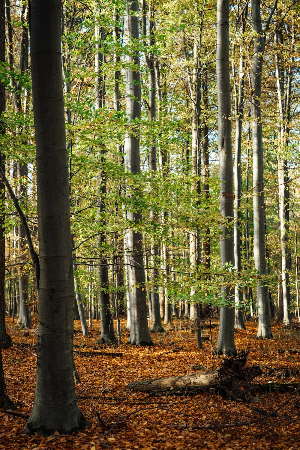 a forest filled with lots of tall trees