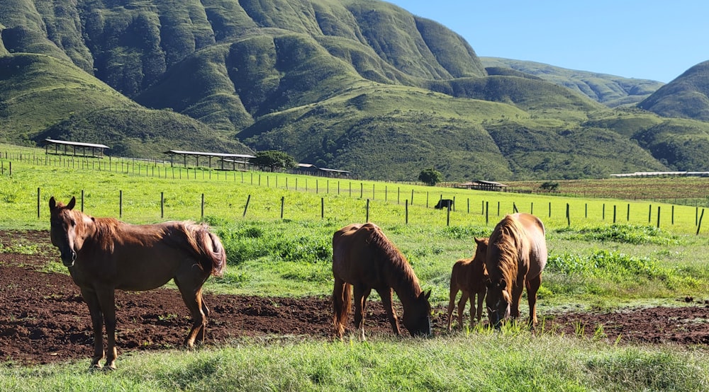 a group of horses grazing on a lush green field