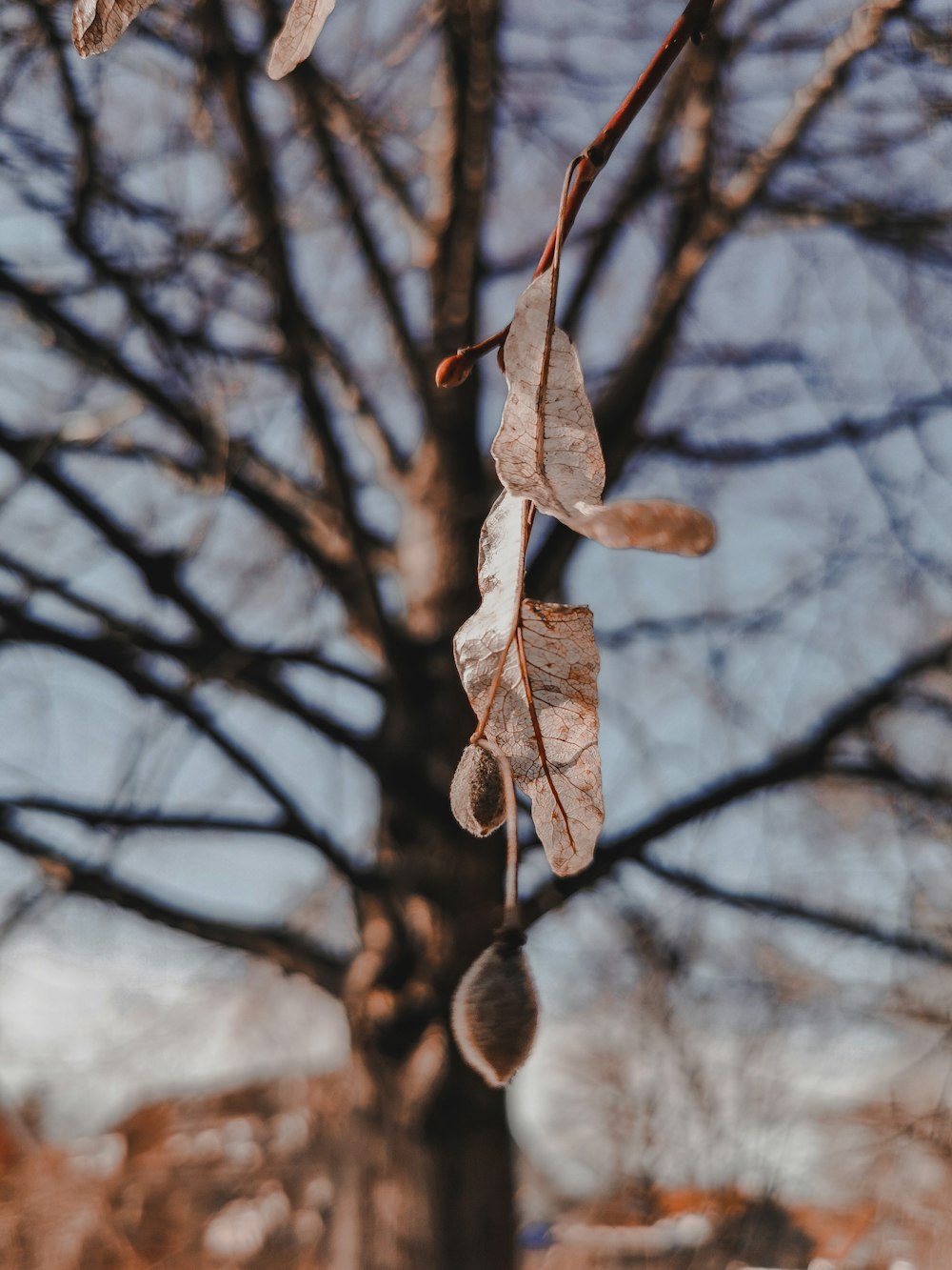 a tree with leaves hanging from it's branches