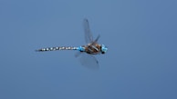 A colorful dragonfly in mid-flight against a soft blue sky background.