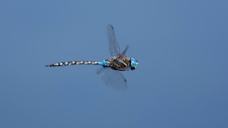 A colorful dragonfly in mid-flight against a soft blue sky background.