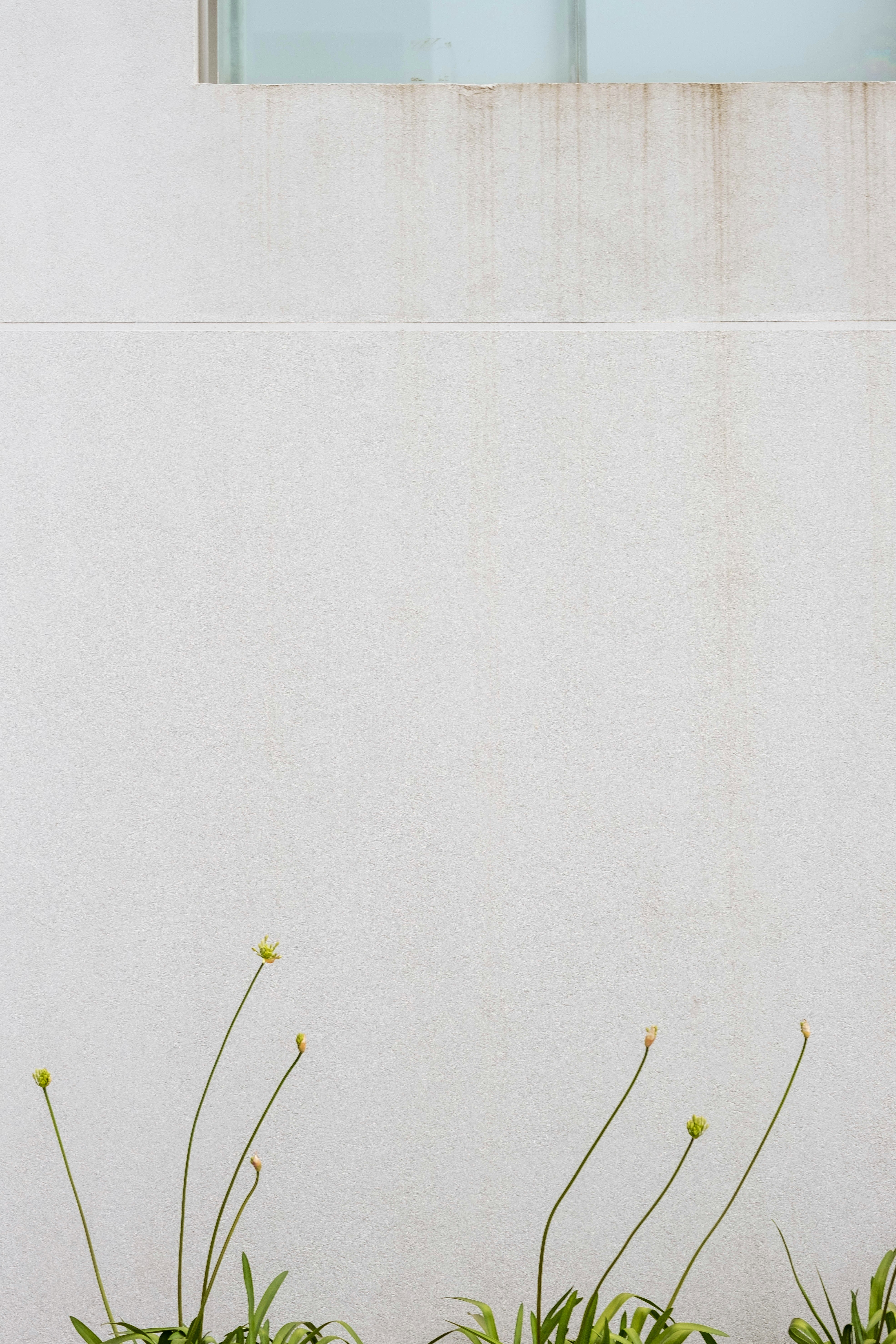 a couple of plants that are sitting in the grass