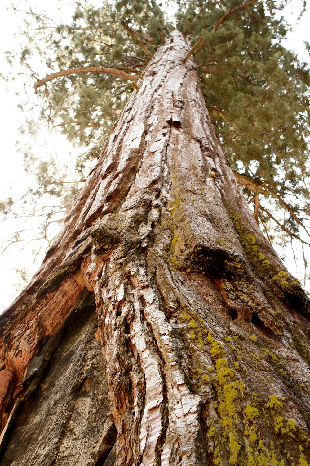 a tall tree with moss growing on it's trunk