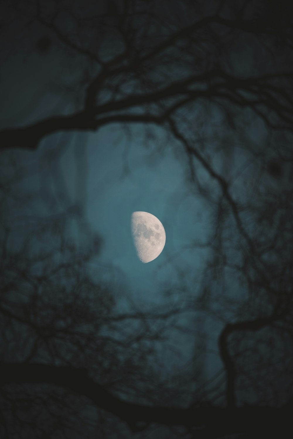 a full moon seen through the branches of a tree