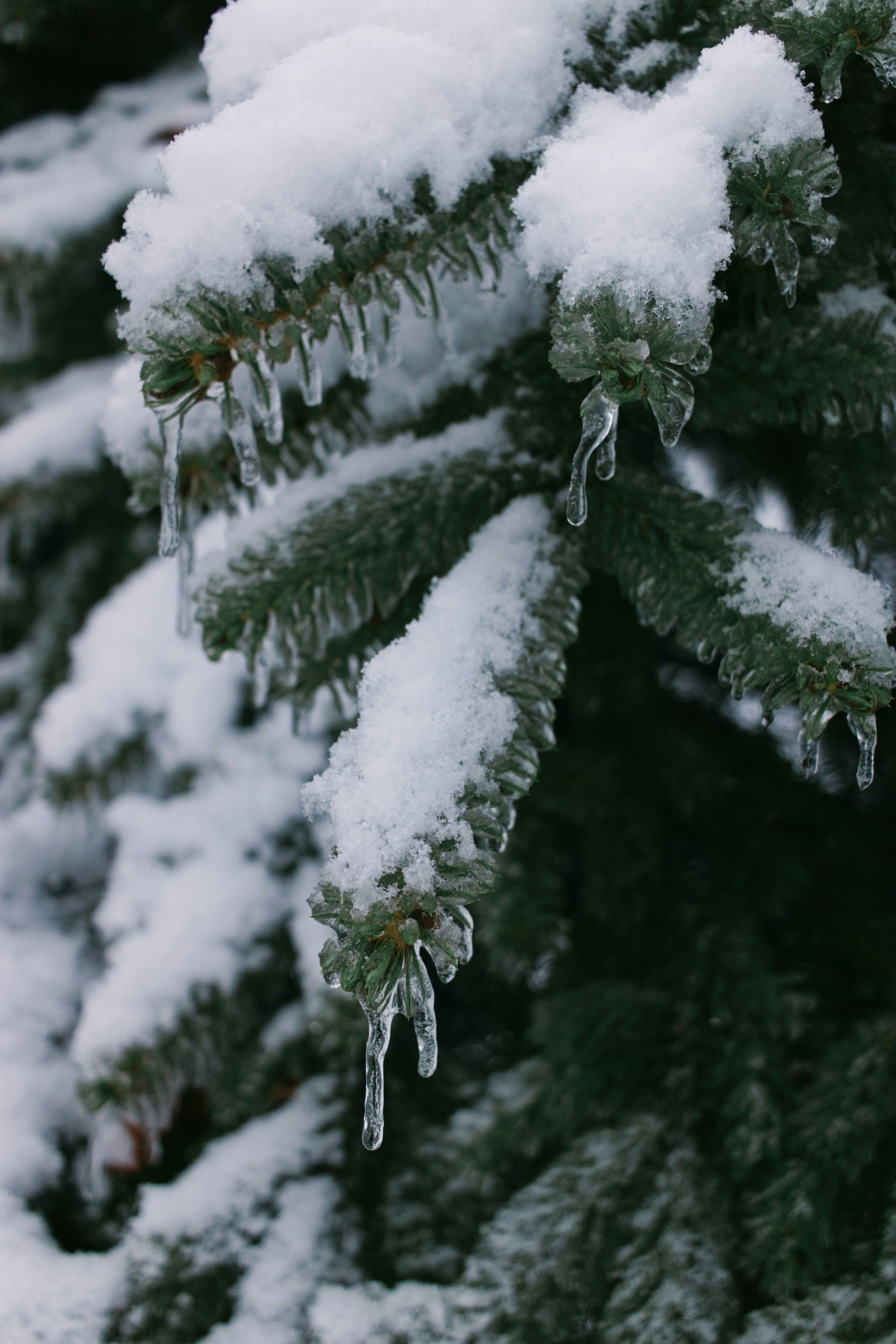 Glazed Tree Branch After Winter Ice Storm, Snow And Frozen Rain, Icicles  Stock Photo, Picture and Royalty Free Image. Image 82367875., image size:3000x4500