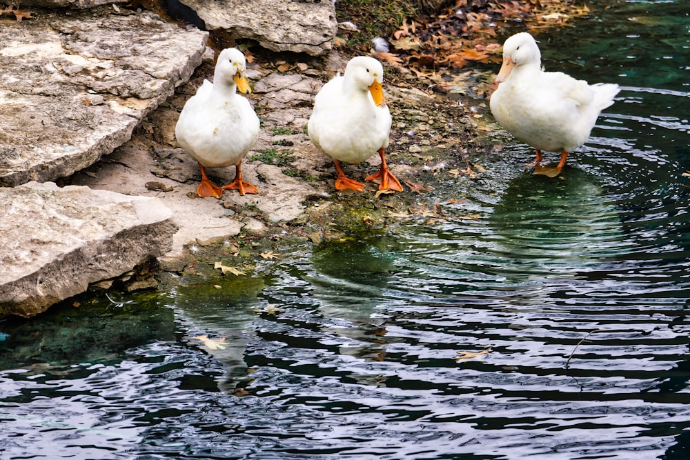 a group of ducks standing on the edge of a body of water