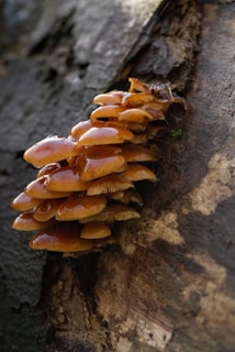 A cluster of shiny brown mushrooms growing out of the side of a tree. The mushrooms have smooth, glossy caps and are densely packed together, displaying a range of brown hues against the textured bark background.