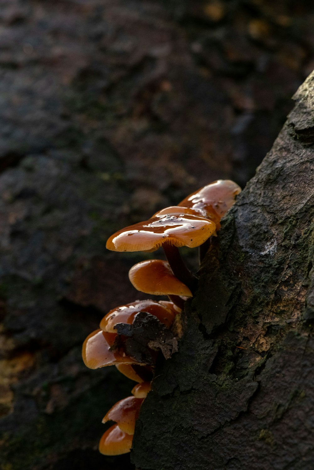 a group of mushrooms growing on a tree