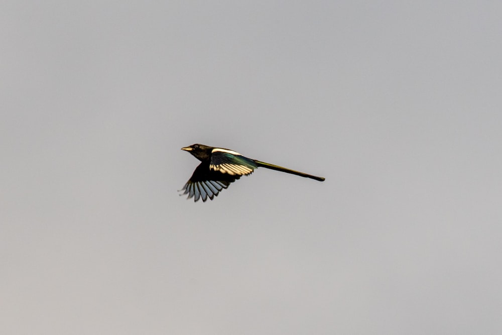 翼を広げて空を飛ぶ鳥