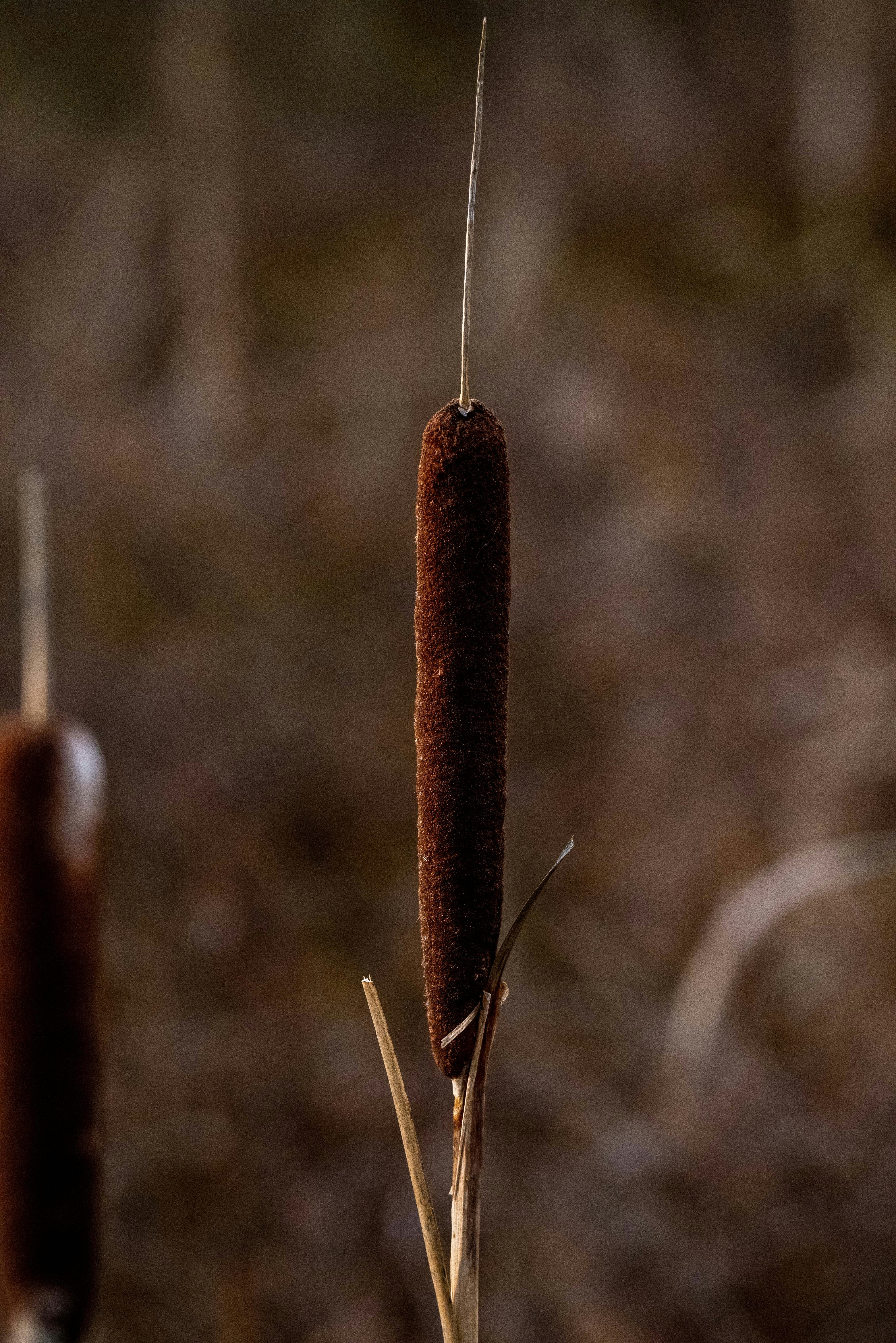 a close up of a plant with a long stem