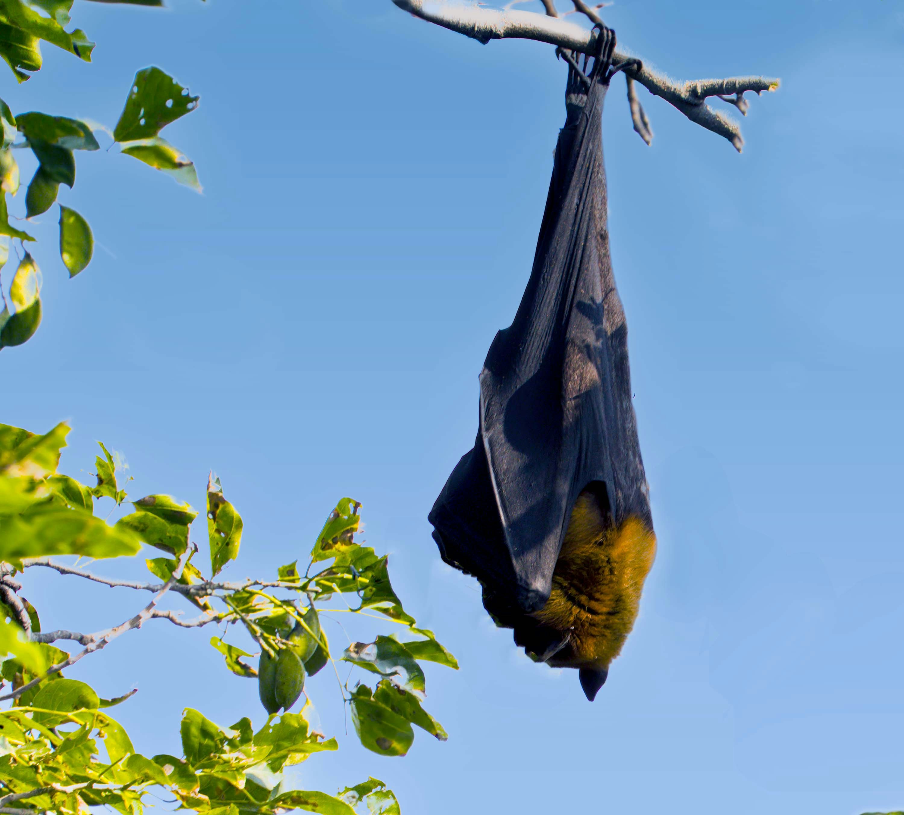 a bat hanging upside down on a tree branch