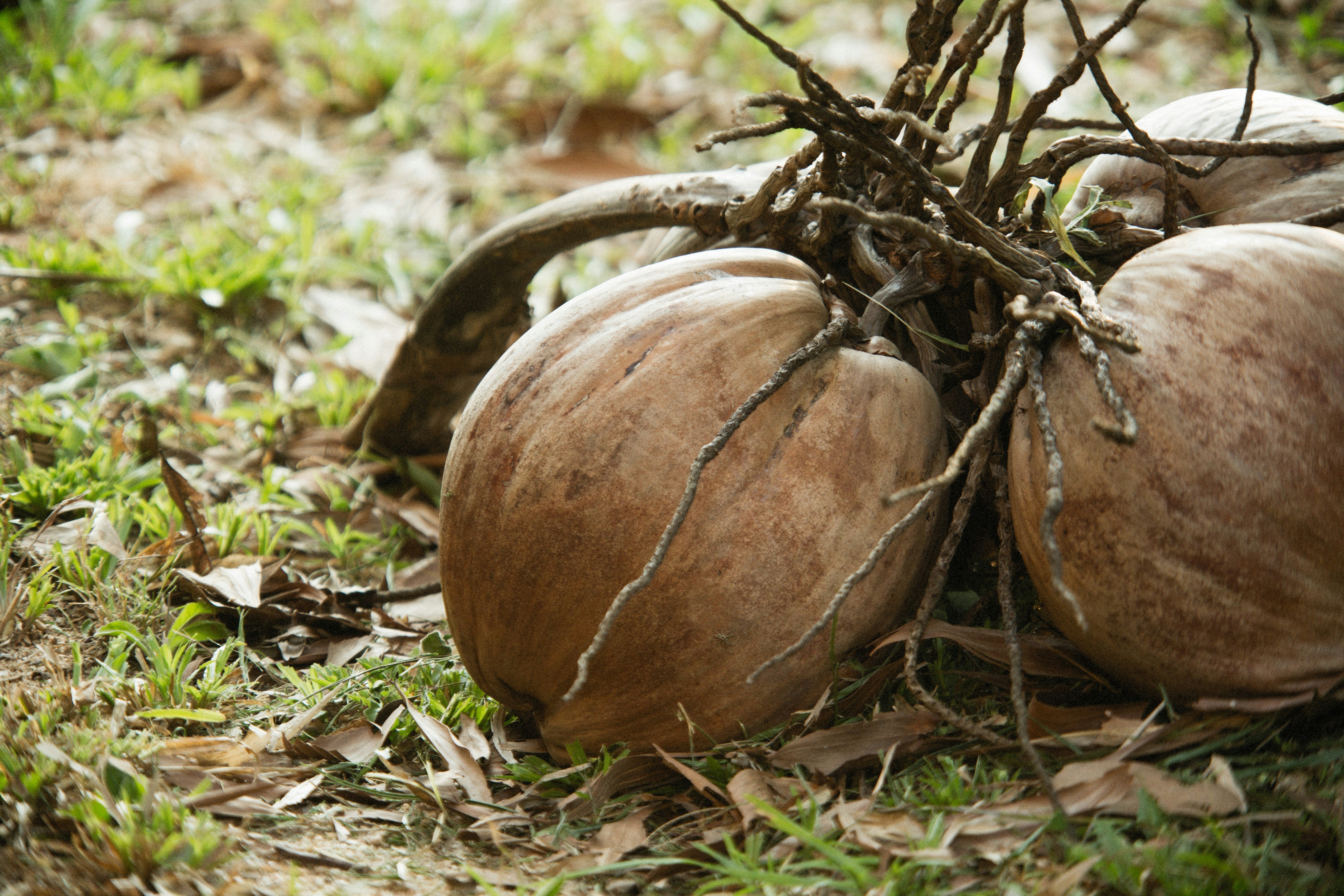 Un montón de calabazas que están en el suelo