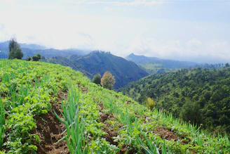 a lush green hillside covered in lots of trees