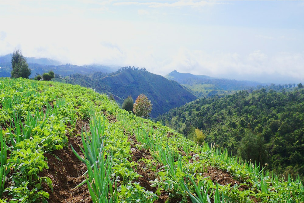 a lush green hillside covered in lots of trees