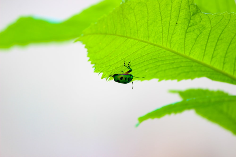 un insetto verde seduto sopra una foglia verde