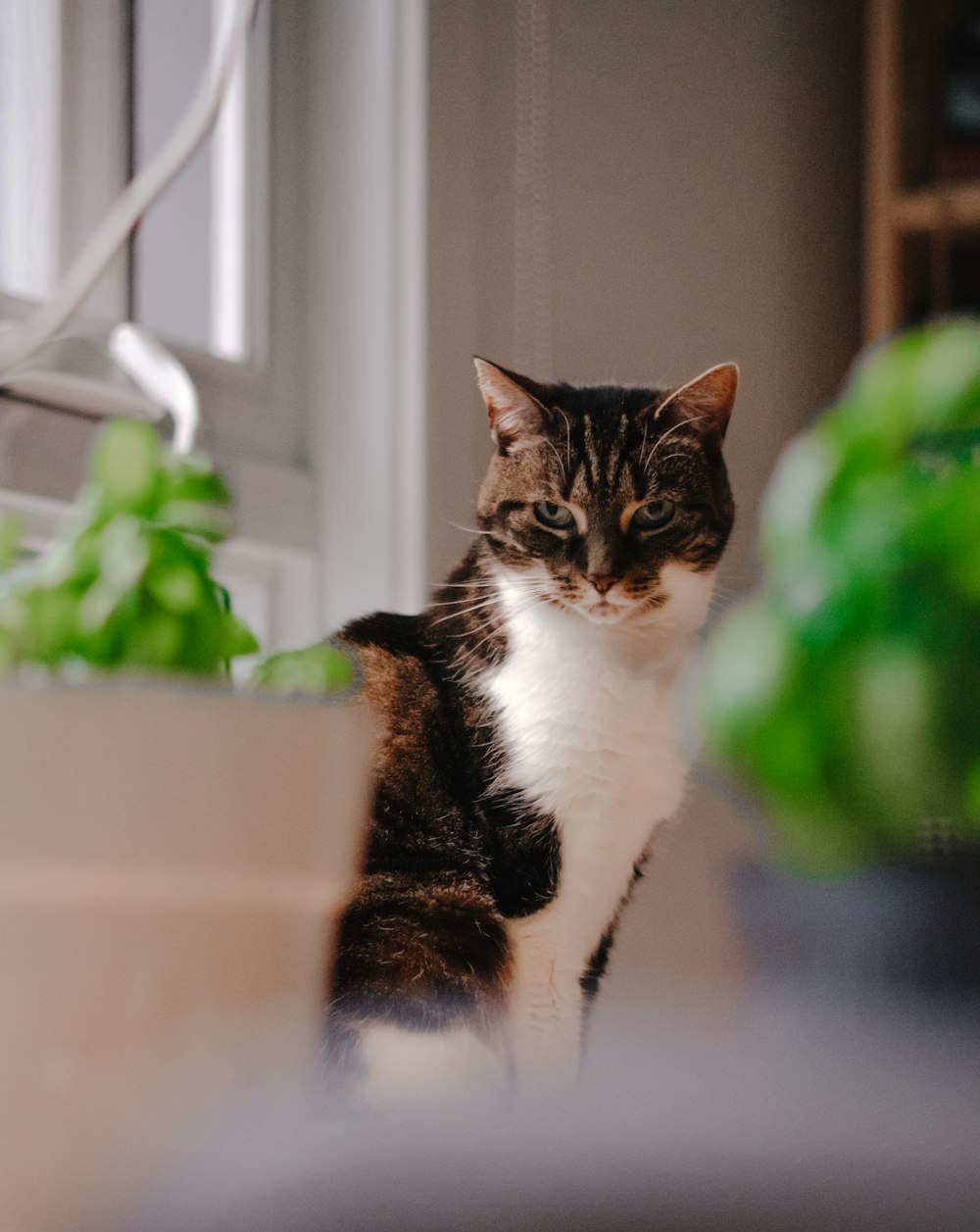 a cat sitting on a counter next to a plant