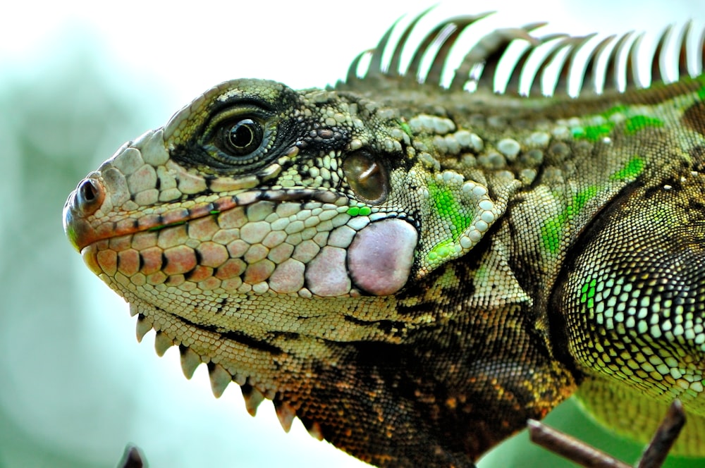 a close up of a green and black lizard